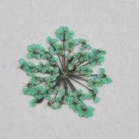 Naturalny suszony kwiatek Queen Anne's lace seledynowy Naturalny suszony kwiatek Queen Anne's lace seledynowy
