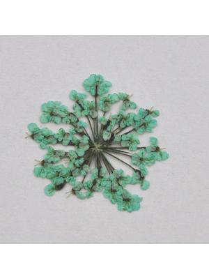 Naturalny suszony kwiatek Queen Anne's lace seledynowy Naturalny suszony kwiatek Queen Anne's lace seledynowy