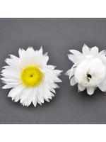Real Dried Flower white
