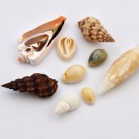 Muszla mix 10 g Muszla mix 10 g
