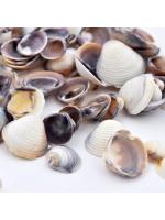 Muszelki clam 