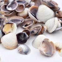 Muszelki clam  Muszelki clam