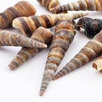 Muszelka turritella Muszelka turritella
