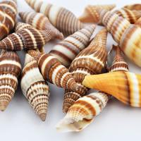 Muszelki burlyWood Muszelki burlyWood