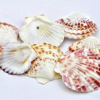 Muszelki scallop  Muszelki scallop