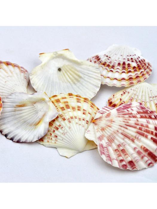 Shell scallop