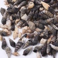 Muszelki czarne podłużne Muszelki czarne podłużne
