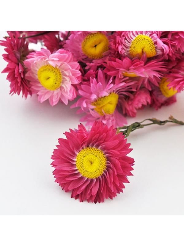 Real Dried Flower pink